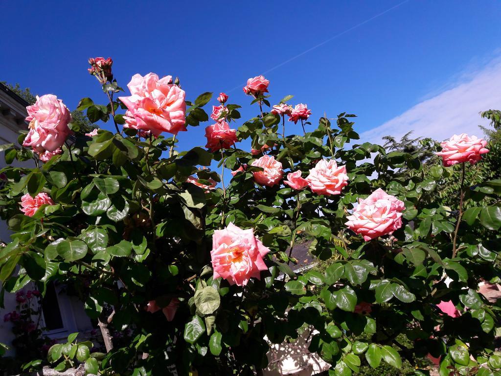 Le Vieux Vauvert Bed and Breakfast Rochecorbon Esterno foto